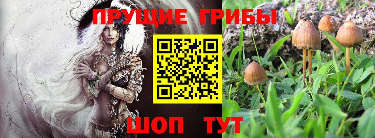 Галлюциногенные грибы прущие грибы Вятские Поляны